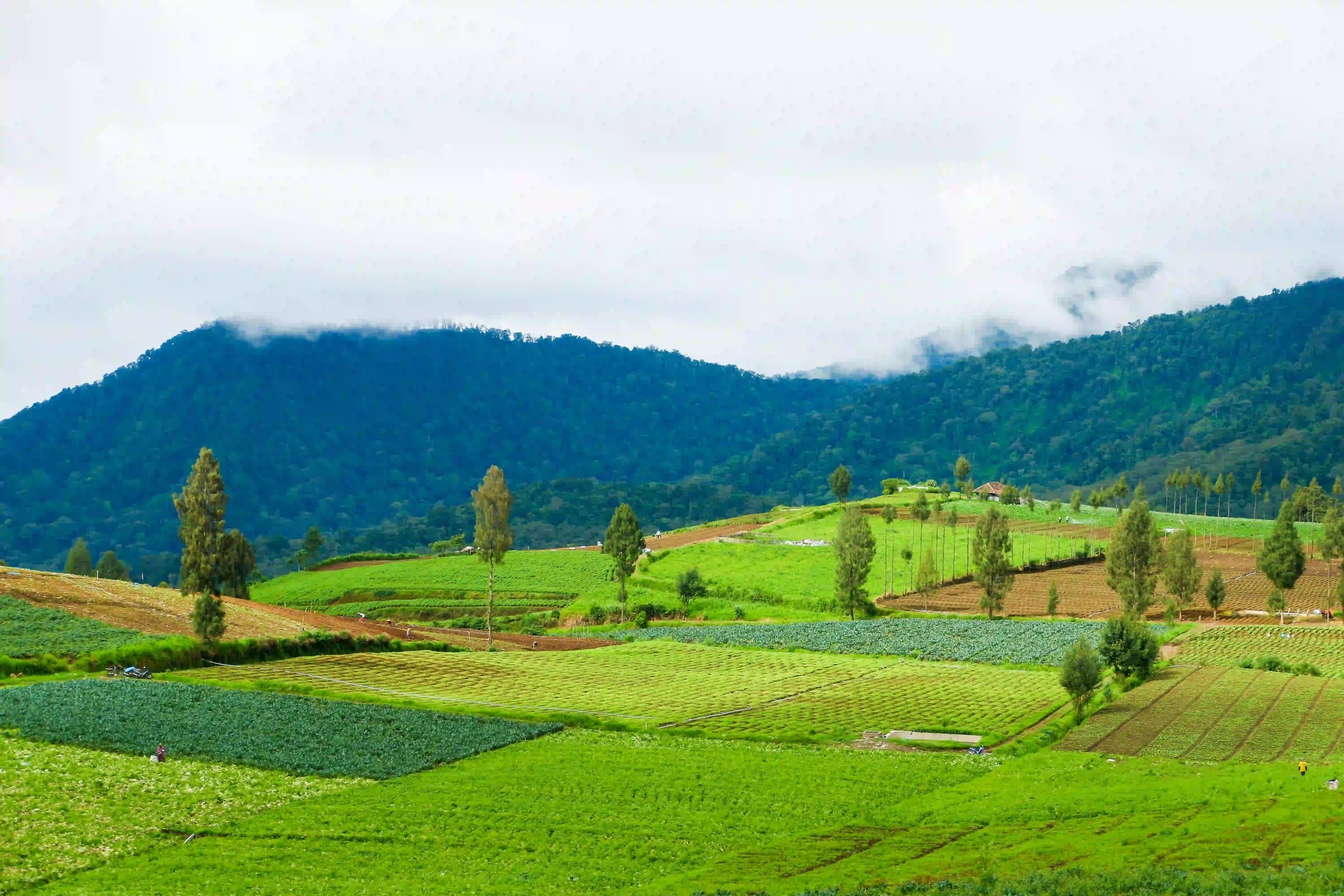 Green hills