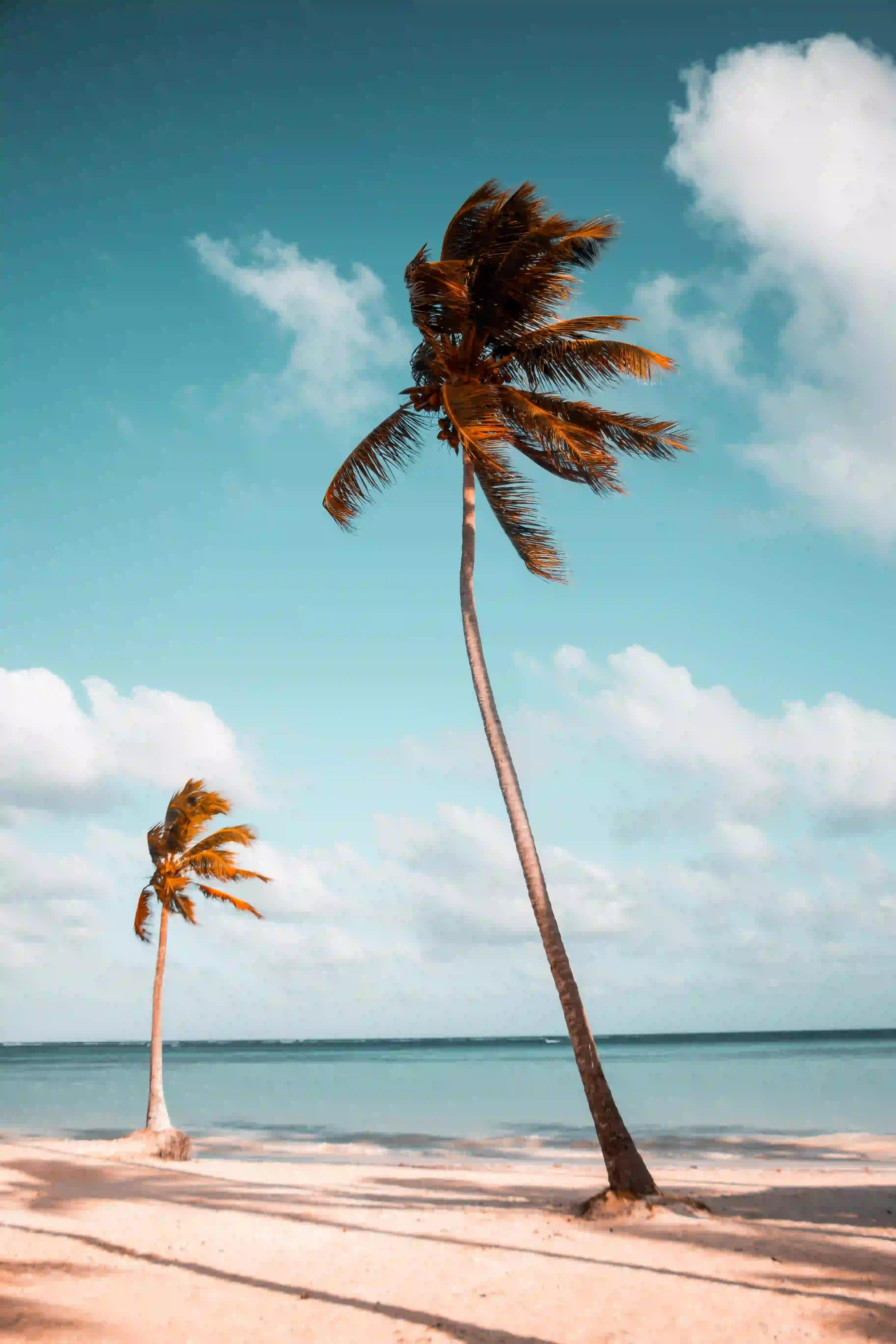 Diani photo 1