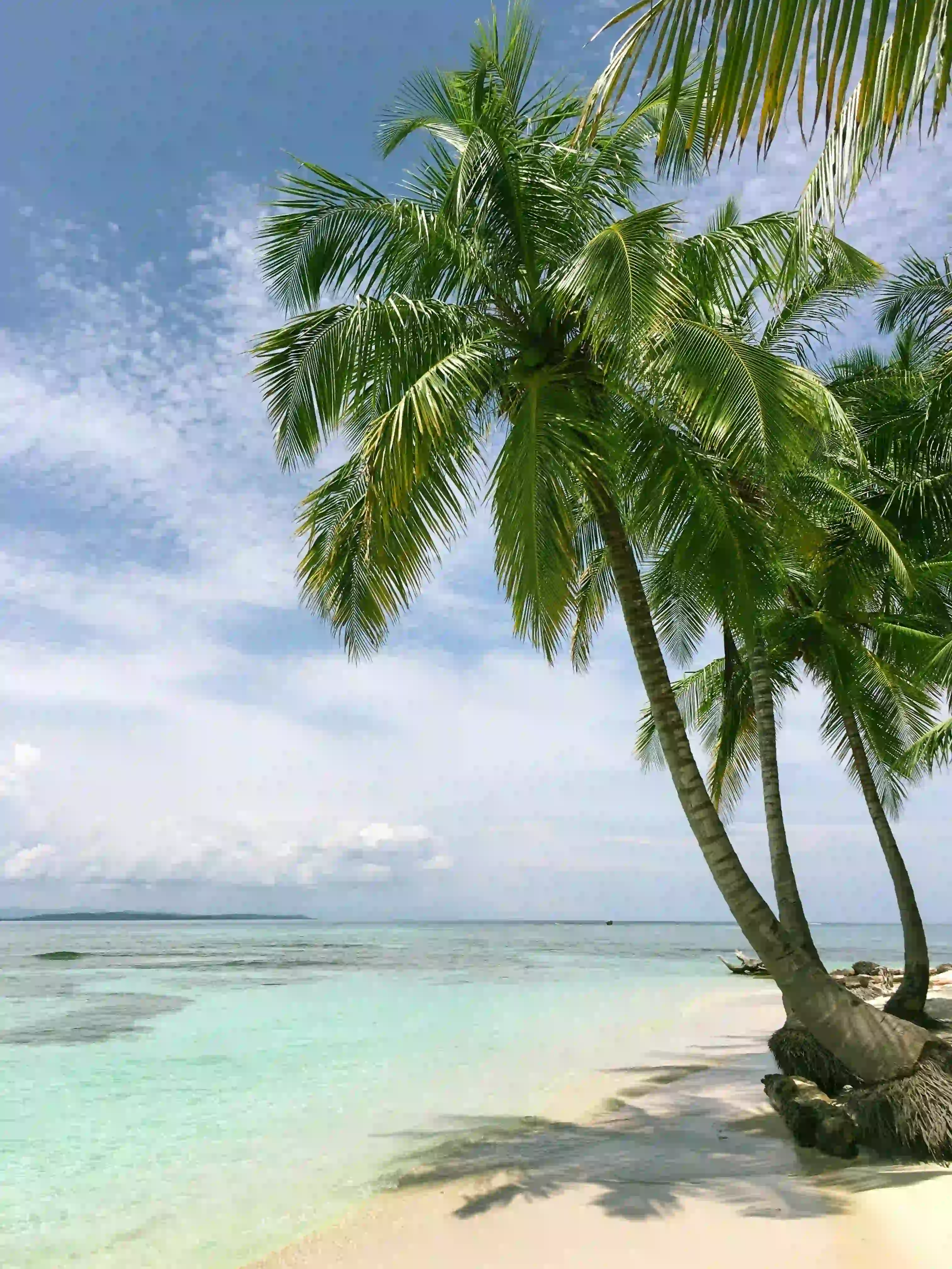 Palm beach